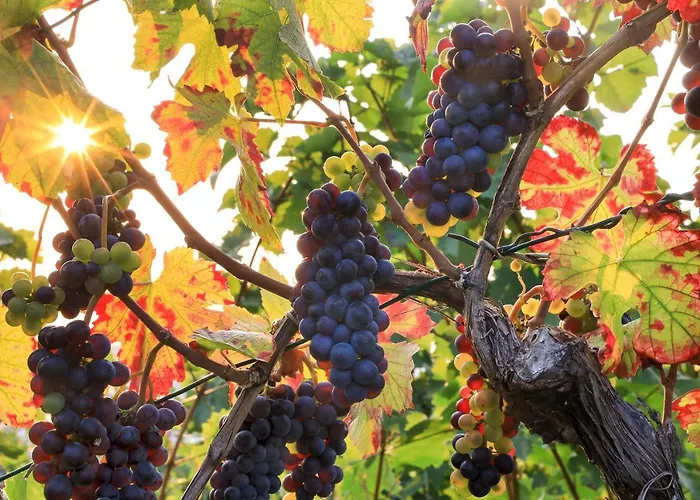 Riesling - Helle Und Grosszuegige Wohnung Mit Guter Anbindung