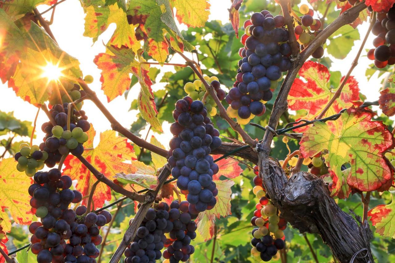 Riesling - Helle Und Grosszuegige Mit Guter Anbindung * Maguncia